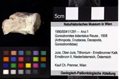 Foto (Objket + Etiketten) von Goniodromites bidentatus (Reuss, 1858) 